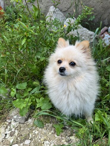 bichon frise qiymeti: Şpitz, 3 il, Dişi, Sənədli, Ünvandan götürmə