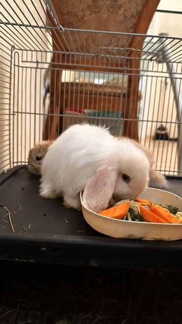 золотистая шиншилла: 🥰🐰 вислоухие крольчата😍 балдежные и ласковые малыши, к лотку приучены