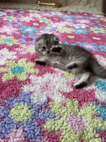 британец кот: Мальчик Хайленд Фолд 1 месяц
