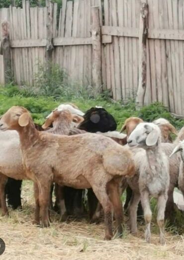коза дойный: Продаю | Овца (самка), Ягненок | Полукровка, Арашан | На забой | Кастрированные, Матка, Ярка