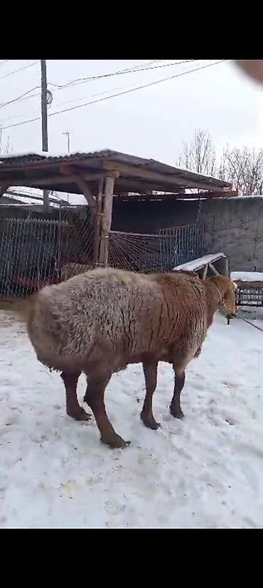 Баран, овца: Продаю | Баран (самец) | На забой | Племенные — 10