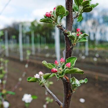 Спил деревьев, заготовка дров: 🍎 Обрезка яблок 🍎 🍐 Обрезка груш 🍐 🍒 Обрезка вишни 🍒 ☘️ Ещё много