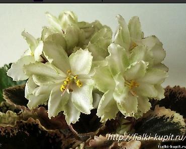 орхидеи детки: Продаю деткистартеры сортовых фиалок🌺🌿🌺. От 100сом. Есть взрослые — 3