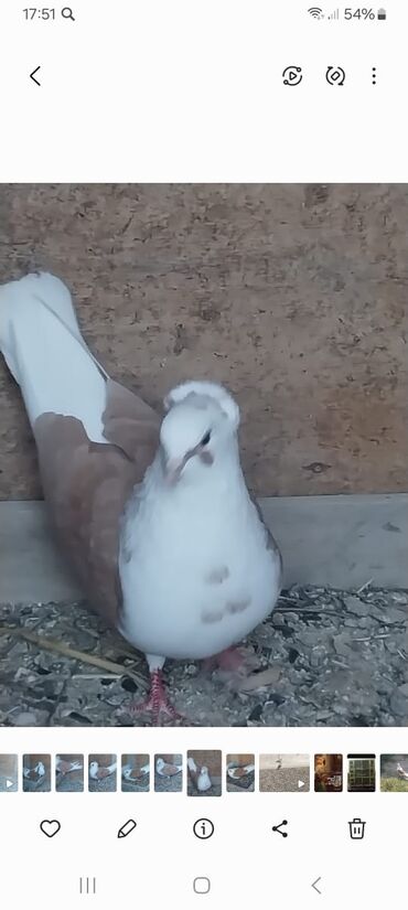 göyercin yuvası: Qizgin mayadi cep sari 40 Azn