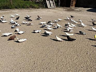 goyərcin uzuk: Məhsul: Ev göyərçinləri (çeşidli rəng və naxışlarda) Təsvir: - — 1