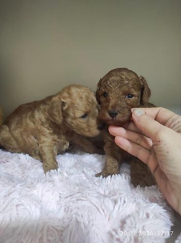 İtlər: Pudel — 2