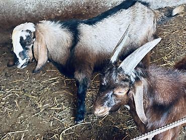 Продам с/х животных: Продаю | Козёл (самец), Козлёнок | Полукровка, Нубийская, Битал | Для разведения | Племенные — 9