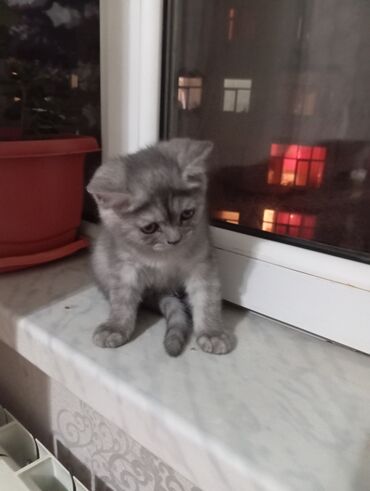 gence pisik: Şotland, Erkək, Dişi, Yaxşı əllərə, Ünvandan götürmə lalafo.az -da gence pisik: Şotland, Erkək, Dişi, Yaxşı əllərə, Ünvandan götürmə