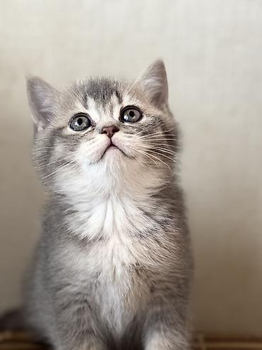 Pişiklər: British tipli pişik balaları - Cins: British Shorthair (şəkillərdə — 17