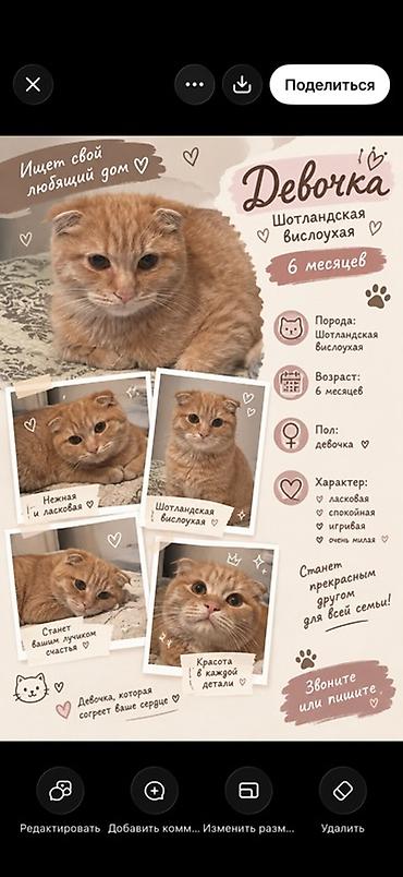 котенок скотиш фолд: Скотиш Фолд (Шотландская вислоухая), 6 месяцев, Девочка, Рыжий, Приучена к лотку — 1