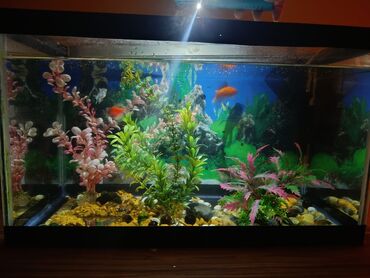 Akvariumlar: Təcili satılır köclə -da lalafo.az — 7 Akvariumlar: Təcili satılır köclə — 7