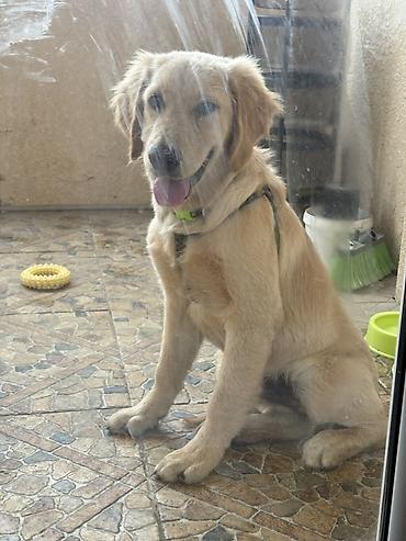 labrador retriever: Retriever, 5 ay — 1