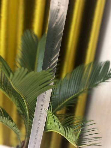 Комнатные растения: 🌿 Сатылат! Кооз декоративдүү өсүмдүк – сикас (Sago Palm) 🌿 Интерьерди — 3