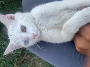 мейн кун бишкек питомник lyubushka купить котенка цена фото: Белый кот с гетерохромией ищет дом