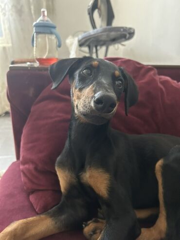 propolis dermani: Doberman, 2 ay, Dişi, Peyvəndli, Ünvandan götürmə