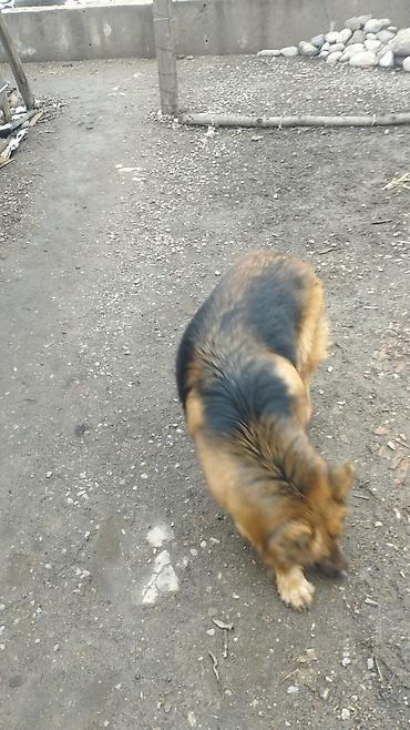 Продажа собак: Немецкая овчарка, 3 года, Самка, С прививкой — 9