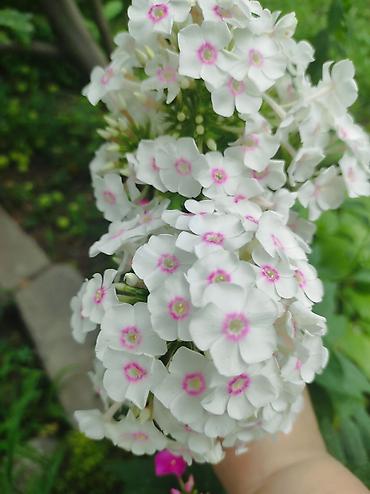 Гортензия: Садовые цветы пионы от 500 сомхосты от 250 и вышепапоротники от — 20