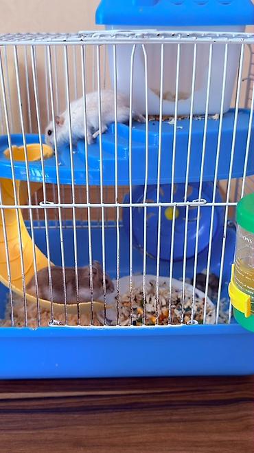 Зоотовары: Hamster üçün tam dəst qəfəs Ağ və boz rəngli sevimli xamyaklardır — 3