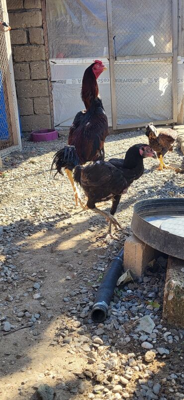 Xoruzlar: Xoruz, Heyratı, il: 1, Ünvandan götürmə — 10