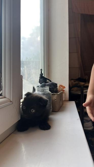 кошки шотланские: Скотиш Фолд (Шотландская вислоухая), 2 месяца, Мальчик, Приучена к лотку — 8
