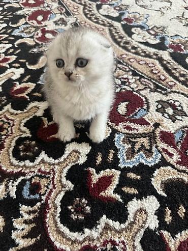 котята шотландской породы: Шотландские вислоухие котята (скоттиш-фолд) - Окрас: светлый — 4