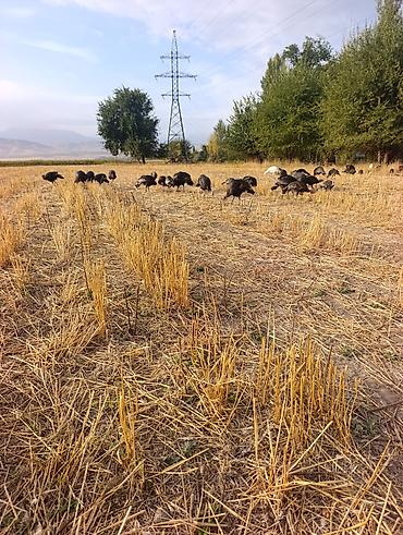 Индюки: Продаю | Индюк (самец) | Для разведения — 14