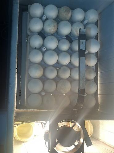inkubator cucesi: İnkibator 120 toyuq 70 qaz yumurtası tutur 1 ədəd deyil bu sadəcə — 3
