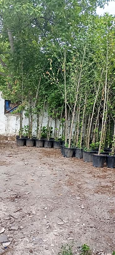 nabor acar desti: Məhlul qablarda dekorativ ağac fidanları - Növ: Şaxəli, iri yarpaqlı — 1