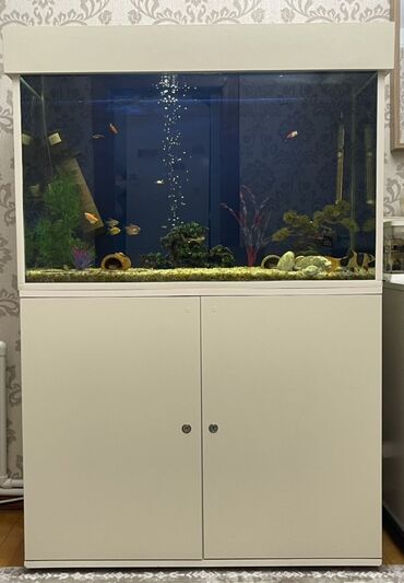 Akvariumlar: Akvarium-şkaf, Balıqlarla birlikdə, 300 l