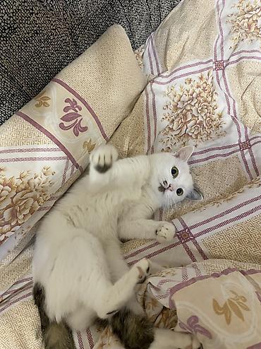 Отдам даром кошку: Кошка даром: Беспородная, 2 года, Девочка, Кастрирована, Приучена к лотку, Проглистована — 1
