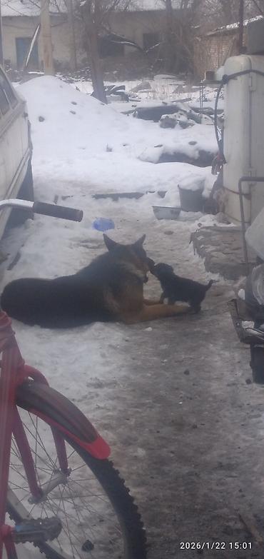 Продажа собак: Овчарка, 1 месяц, Самка at lalafo.kg — 9 Продажа собак: Овчарка, 1 месяц, Самка — 9