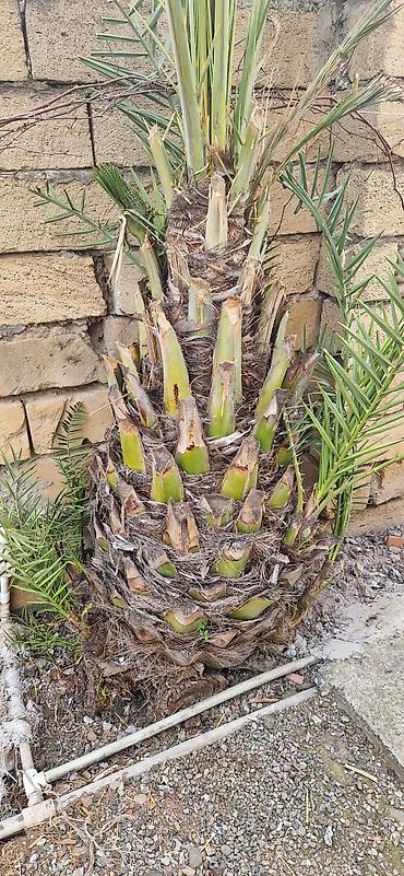 sogan gulunun digər adi: Xurma palmisi (Phoenix dactylifera) – həyət və bağ üçün dekorativ iri — 3