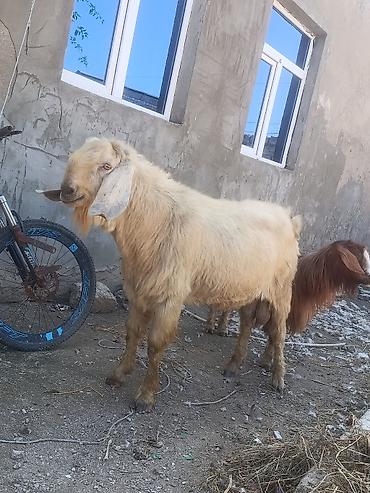 çəpişlər: Salam Damazlıq Hələb 1 il 8 aylığ — 3