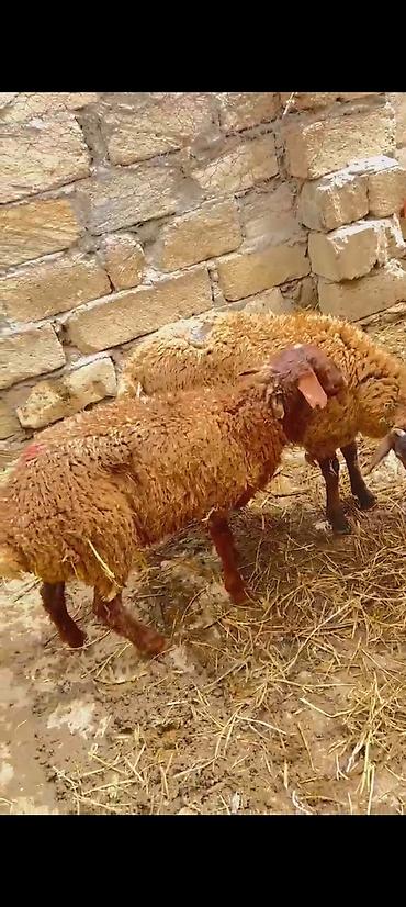 qafqaz coban itləri: Quzu 2 de erkəydi ünvan lokbatan - Cins: ehtimalən yerli yağlı — 5