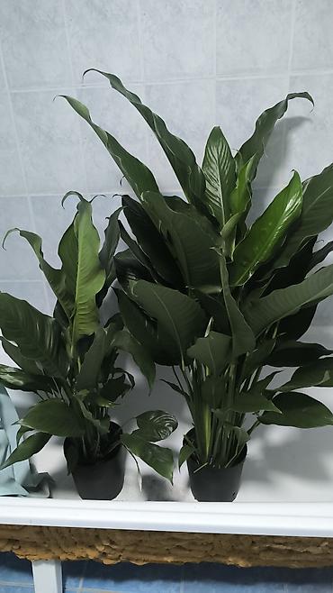 ме: Комнатные растения в горшках 1) Драцена fragrans (кордилина) – куст — 6