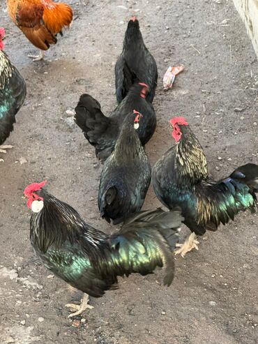 Куры, петухи: Продаю | Куры, Петух — 4