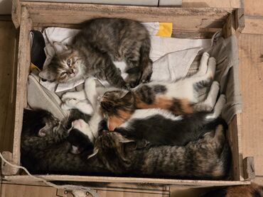 шотландская мраморная кошка: 2 месяца, Мальчик, Приучена к лотку