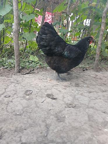 sirin pisik səkilləri: Toyuq, Australorp, Damazlıq — 2