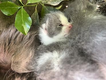 Pişiklər: Şotland, Erkək, Dişi, Yaxşı əllərə, Ünvandan götürmə — 14