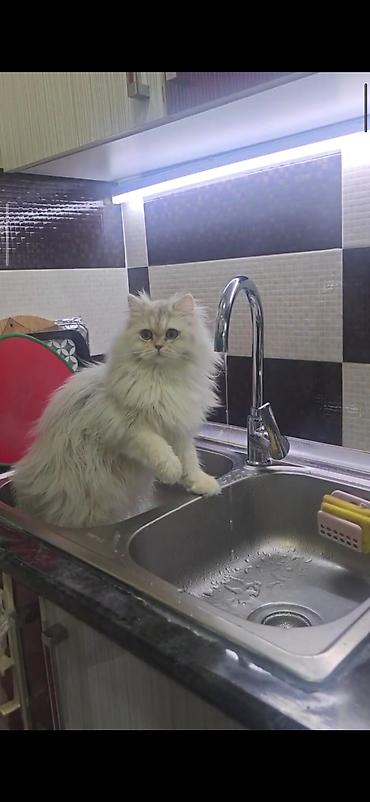 Pişiklər: Dişidi çütleşdirilir 0702500507 — 8