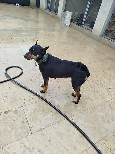 dişi doberman: Doberman, 1 il, Dişi, Peyvəndli, Ödənişli çatdırılma — 5