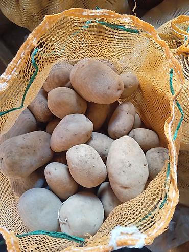 Картошка at lalafo.kg Картошка