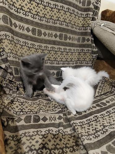 Продажа кошек: Отдаю котят в хорошие,ответственные руки.Котятам 2 месяца, к лотку — 7