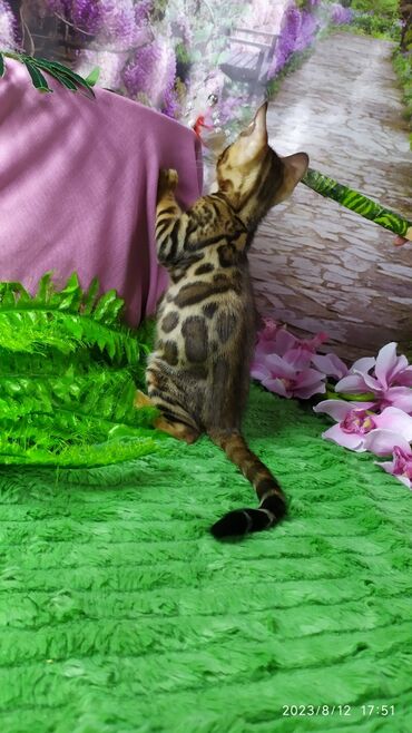 Продажа кошек: Друзья. Бенгальские котята !! Проф.Питомник Бен Гла Мур предлагает — 9