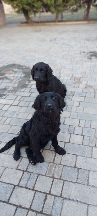 british golden: Tecili satilir!!! Labrador retriver saf qandi 6 ayliqdi qurd dermani at lalafo.az british golden: Tecili satilir!!! Labrador retriver saf qandi 6 ayliqdi qurd dermani