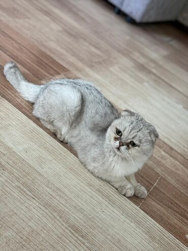 сибирская трехцветная кошка: Кошка даром: Скотиш Фолд (Шотландская вислоухая), 3 года, Мальчик, Приучена к лотку