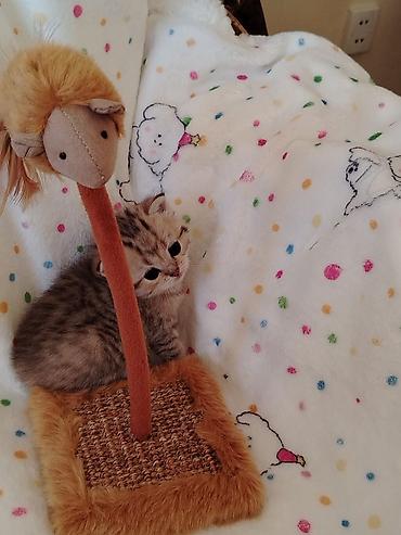 Pişiklər: Britan — 8