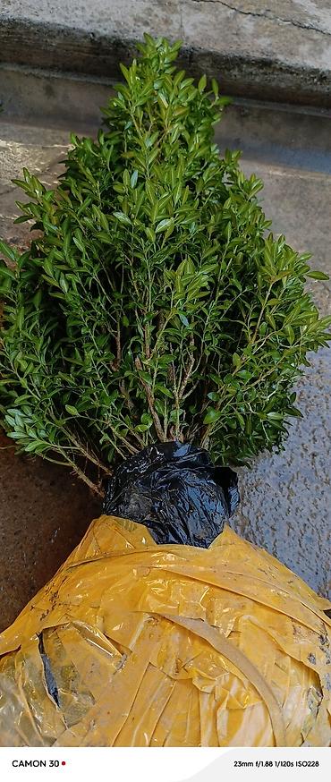 Другие садовые цветы и кустарники: САЖЕНЦЫ многолетников самшита (разные сорта) кустарников магнолии at lalafo.kg — 29 Другие садовые цветы и кустарники: САЖЕНЦЫ многолетников самшита (разные сорта) кустарников магнолии — 29