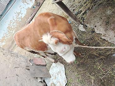 Dana, buzov: Disi dana Rəng: Açıq qəhvəyi–ağ (baş tam ağ), bədəndə ağ ləkələr — 7
