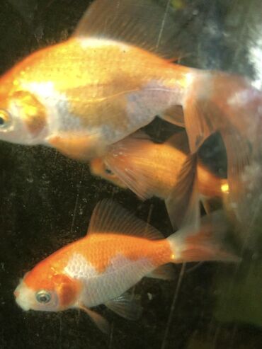 Рыбы: ЗОЛОТЫЕ РЫБКИ 

5-8 сантиметров 
150 сом одна рыбка
р. Ново-Покровка — 1